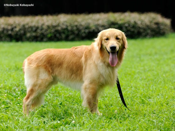 ゴールデン・レトリーバー:犬種図鑑 - dogplus.me