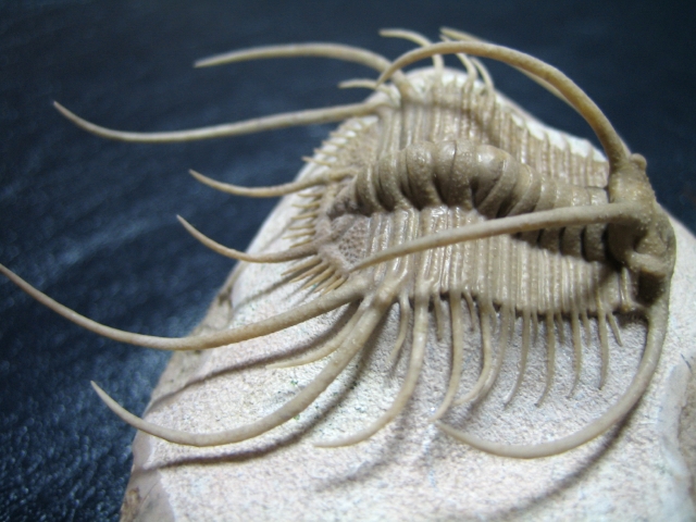 ロシア産三葉虫 Boedaspis ensifer (ボエダスピス エンシファー)