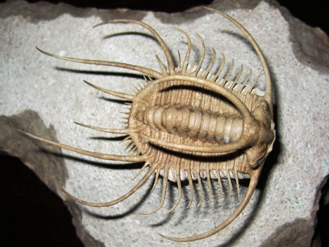 ロシア産三葉虫 Boedaspis ensifer (ボエダスピス エンシファー)