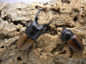 ラフェルトノコギリクワガタの飼育方法