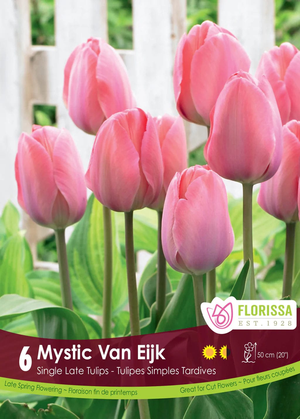 Tulip | Single Late Tulip | Mystic Van Eijk | Fall Planting Bulb
