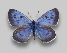 オオゴマシジミ標本