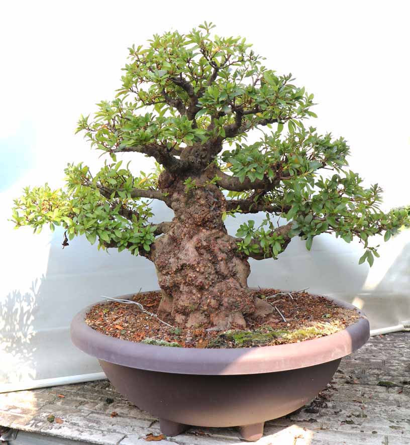 幹周 20cm 以上 : ヤマカ園芸, 皐月販売