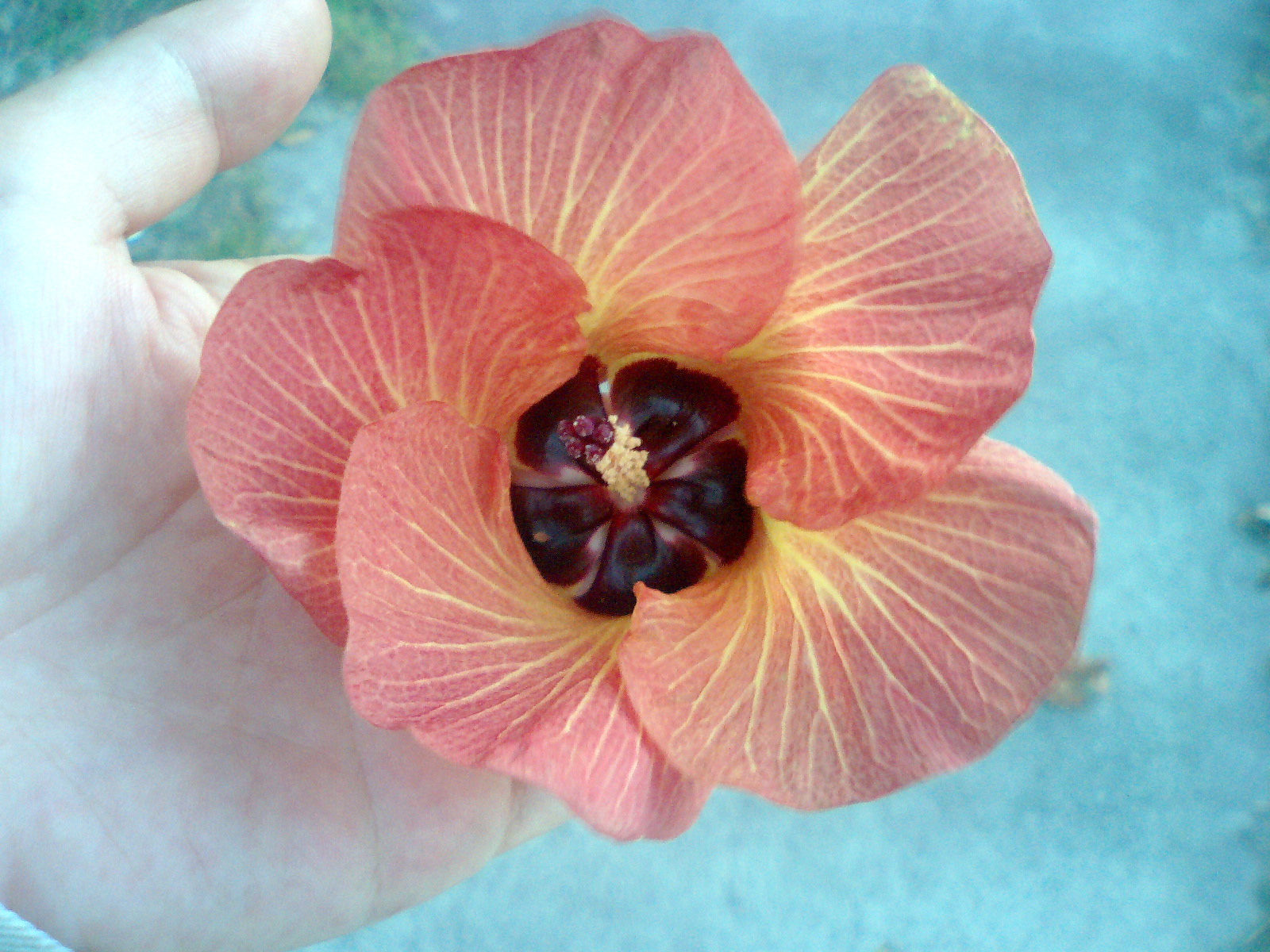 オオハマボウ - 沖縄百科事典 あじまぁ