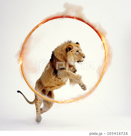 Lion jumps through burning hoop, on whiteのイラスト素材
