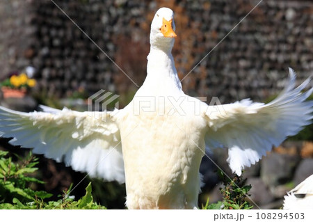 羽を広げるアヒル（静岡県富士宮市よしま池）の写真素材 [108294503