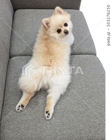 足を伸ばしてくつろぐポメラニアン1の写真素材 [103276250] - PIXTA