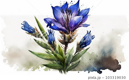 リンドウの花の水彩画のイラスト素材 [103319030] - PIXTA