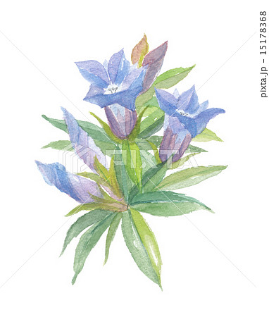 りんどうのイラスト素材 [15178368] - PIXTA