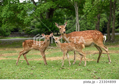 鹿の親子の写真素材 [23304899] - PIXTA