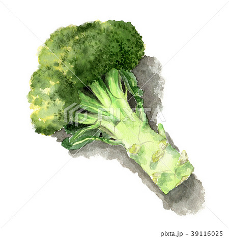水彩で描いたブロッコリーのイラスト素材 [39116025] - PIXTA