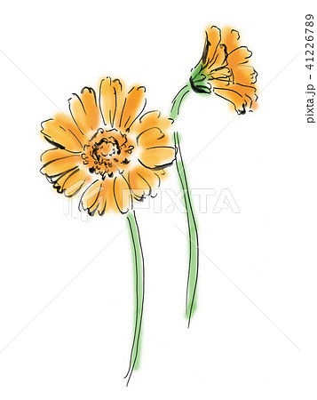 ガーベラのイラスト素材 [41226789] - PIXTA