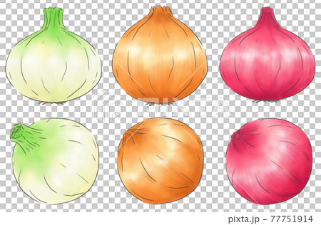 たまねぎ3種・線1色のイラスト素材 [77751914] - PIXTA