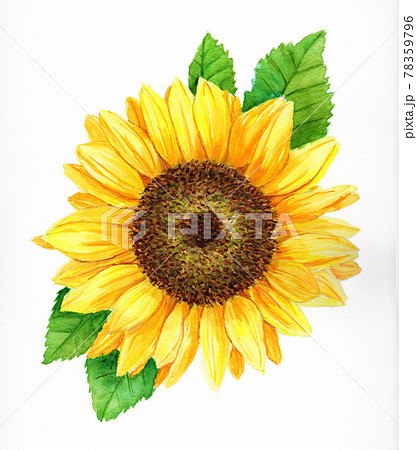 夏のひまわりの水彩画のイラスト素材 [78359796] - PIXTA
