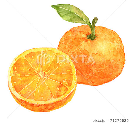 水彩葉のついたみかんと輪切りのみかんのイラスト素材 [71276626] - PIXTA