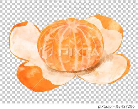 皮がむけているみかんのイラスト 手描き 水彩風のイラスト素材