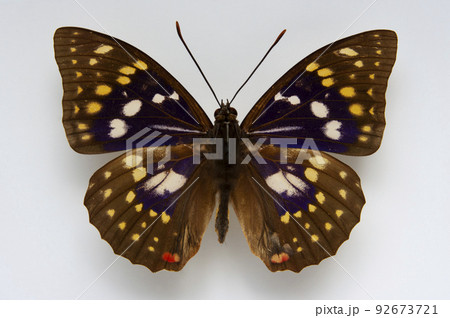 蝶の標本・日本の国蝶・オオムラサキ（オス）の写真素材 [92673721