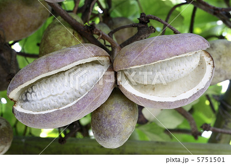 あけび つるの写真素材 - PIXTA