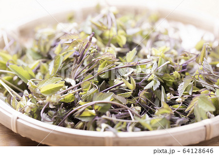 あけび つるの写真素材 - PIXTA