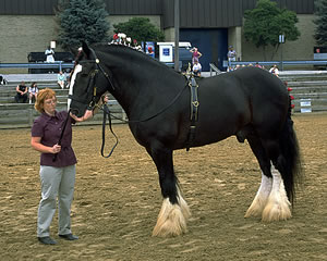輓馬　馬　シャイヤー　クライスデール　アンティーク　イギリス製　オブジェ クライズデール | 「みんなの乗馬」ブログ