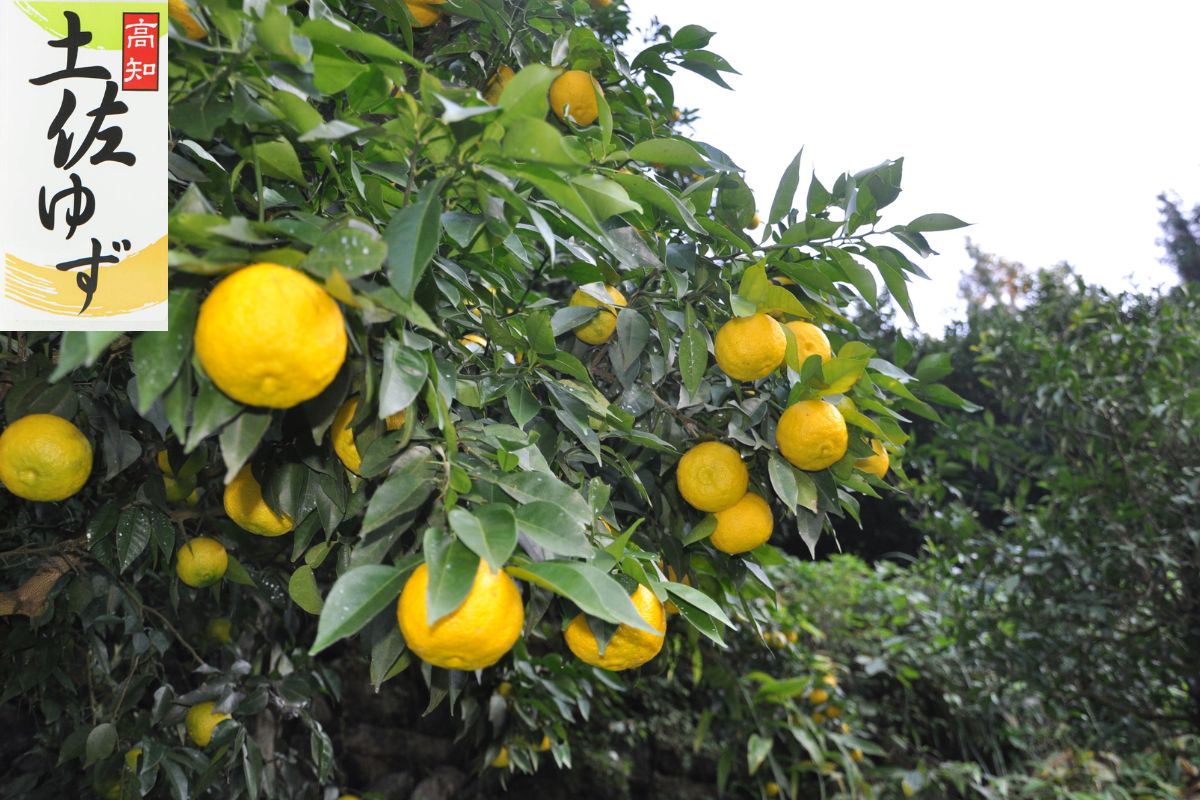 土佐にこだわる ゆず屋さん – 大豊グループ