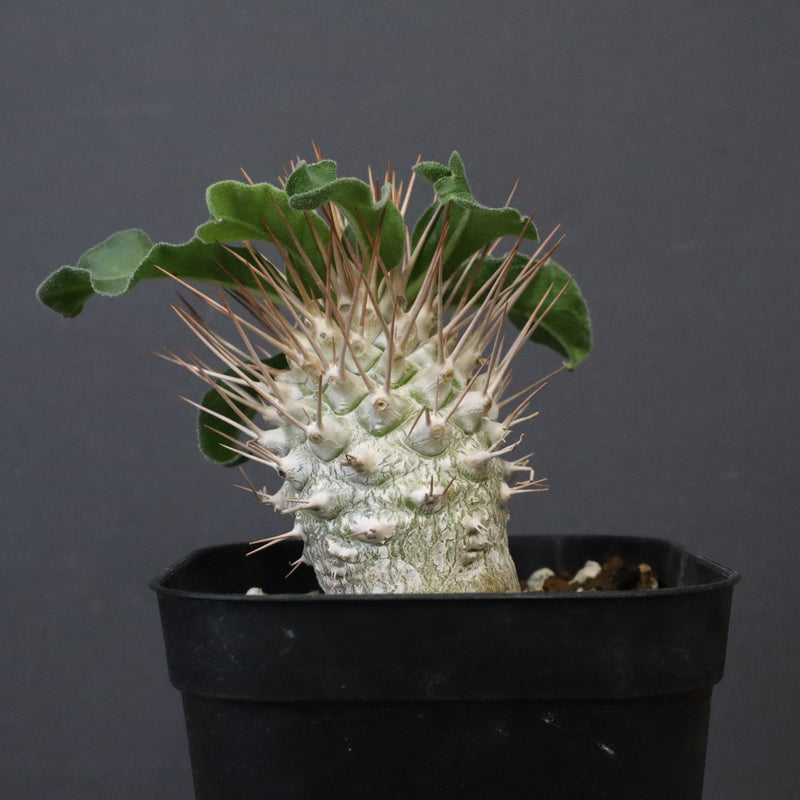 P.ナマクアナム 光堂（実生）8 – TaiShoDo ONLINE SHOP