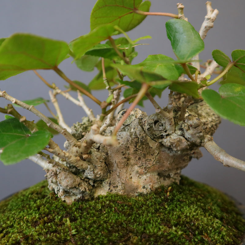 オオハマボウ EC1768 – TaiShoDo ONLINE SHOP