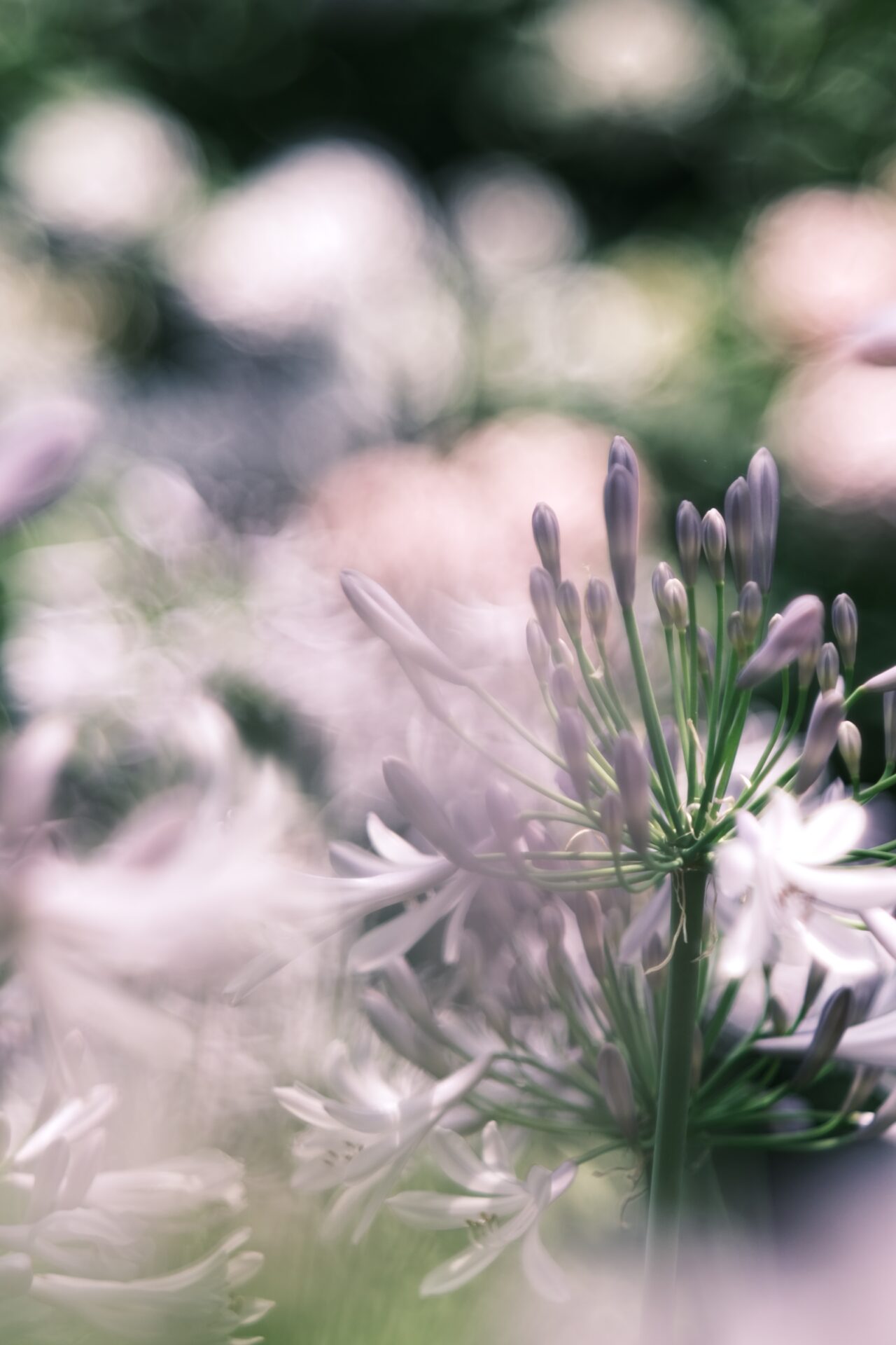 バブルボケレンズの王道「Meyer Optik Diaplan 80mm F2.8」レンズレビュー