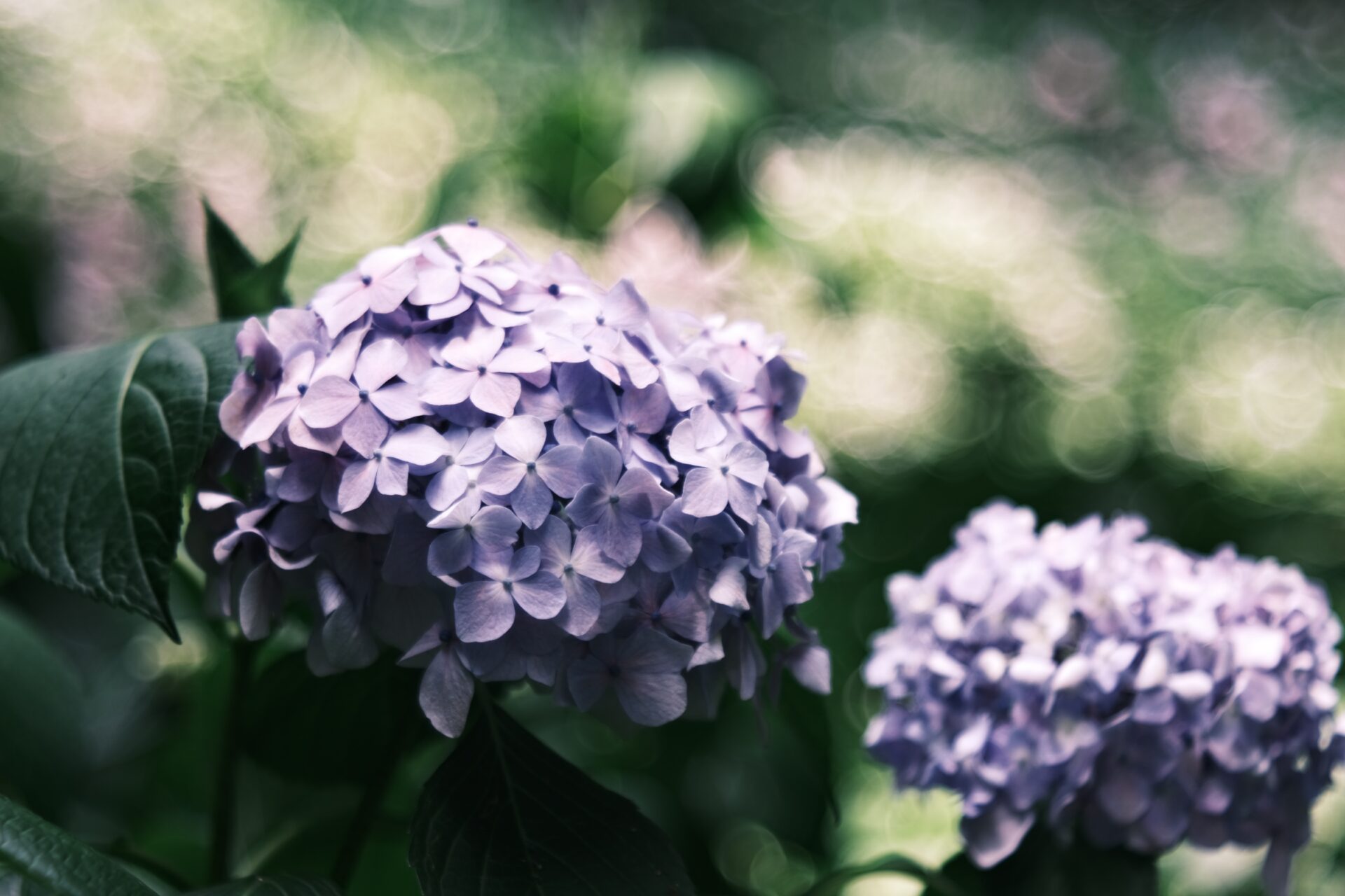 バブルボケレンズの王道「Meyer Optik Diaplan 80mm F2.8」レンズレビュー