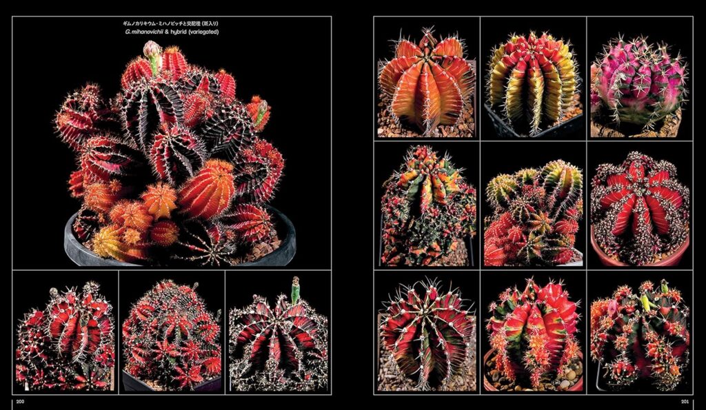 レビュー】『サボテン全書 All about CACTUS』｜プロも愛用する圧巻の