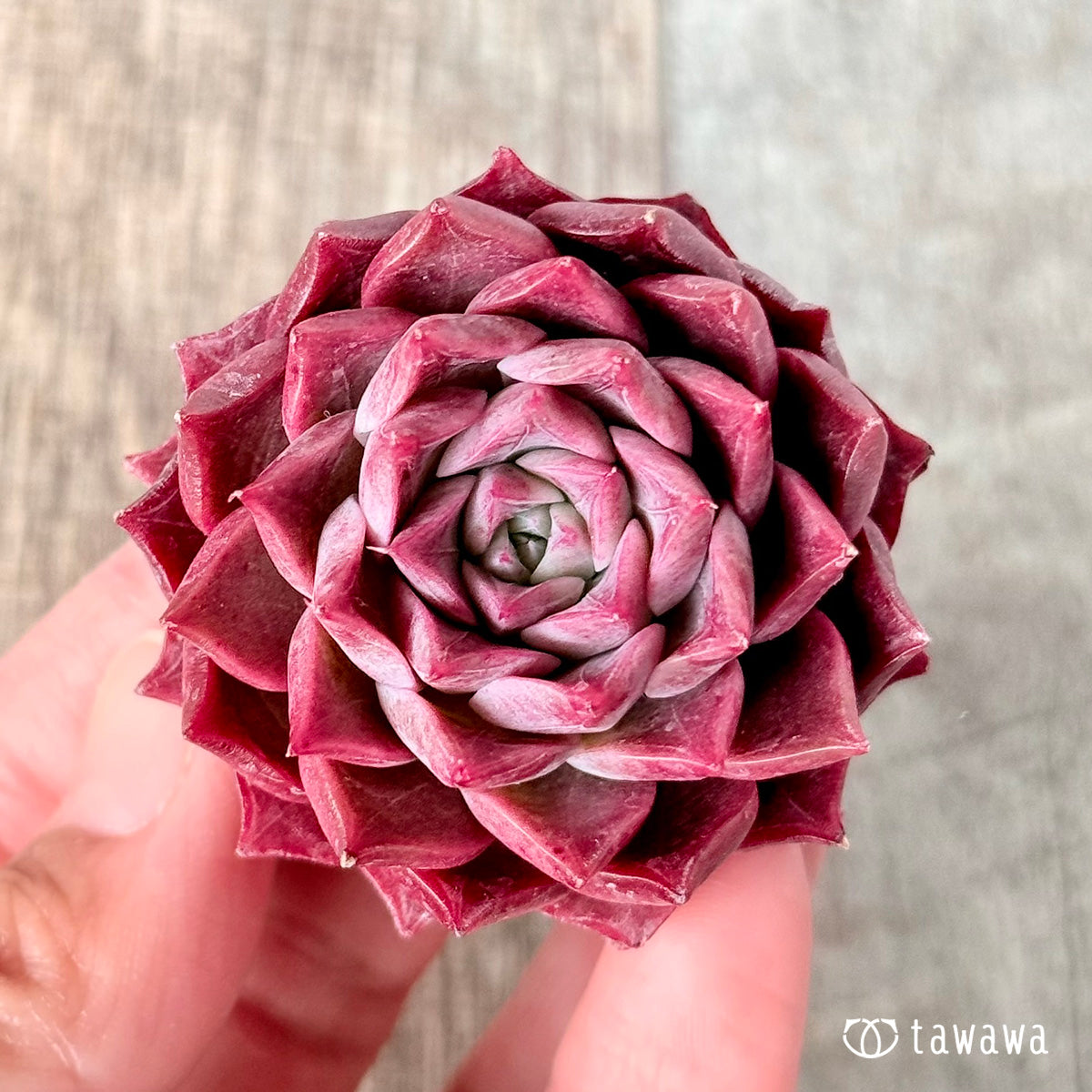 5.すべての商品（過去に販売した苗も含みます） – tagged 