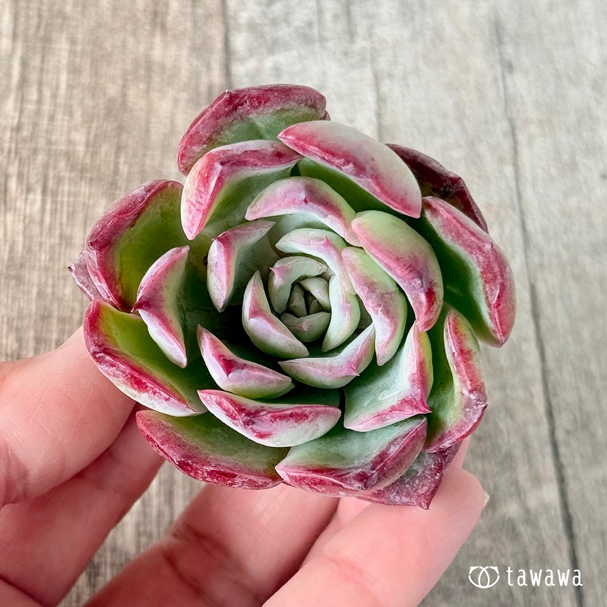 5.すべての商品（過去に販売した苗も含みます） – tagged 