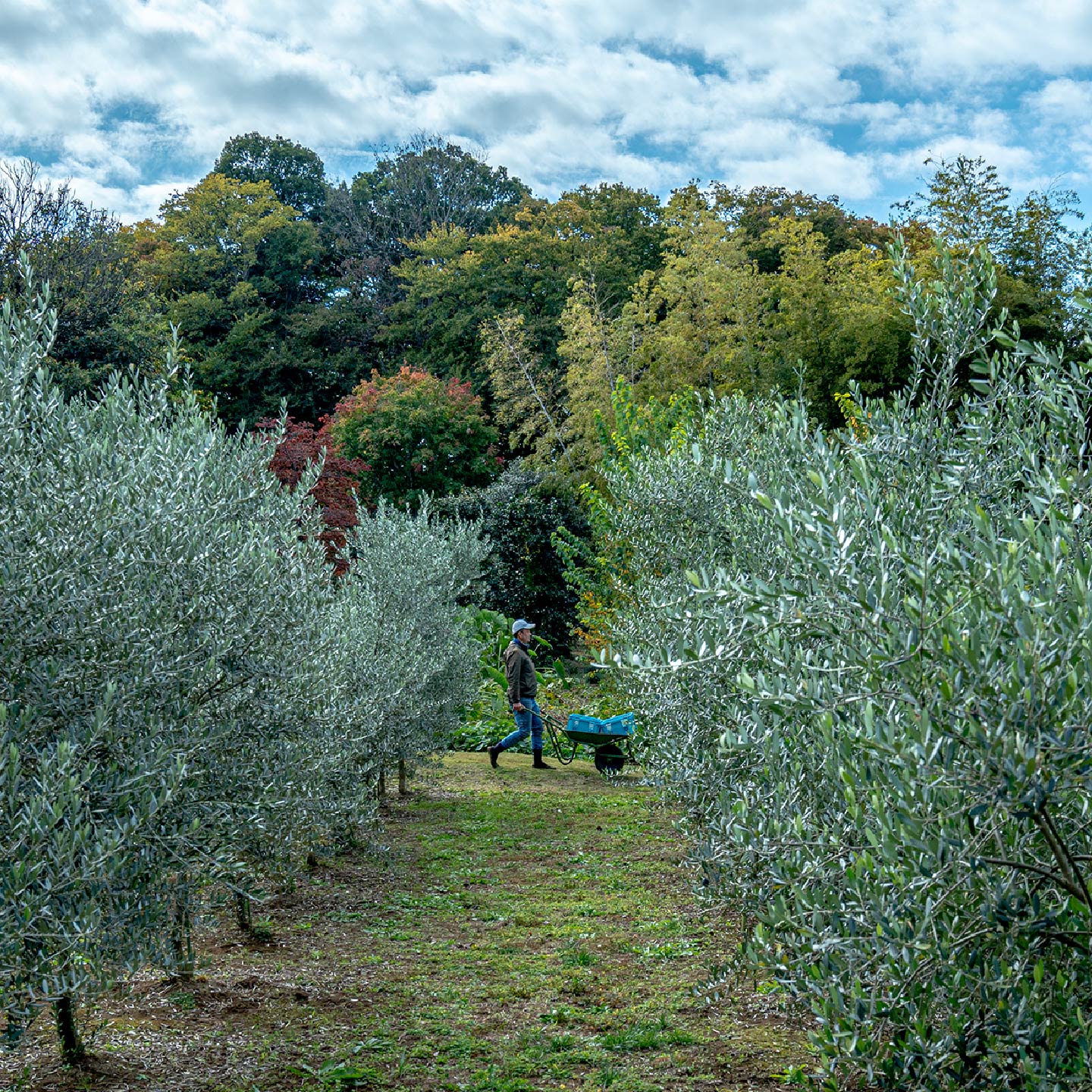 東京三鷹天神山オリーブ｜TOKYO MITAKA TENJINYAMA OLIVE