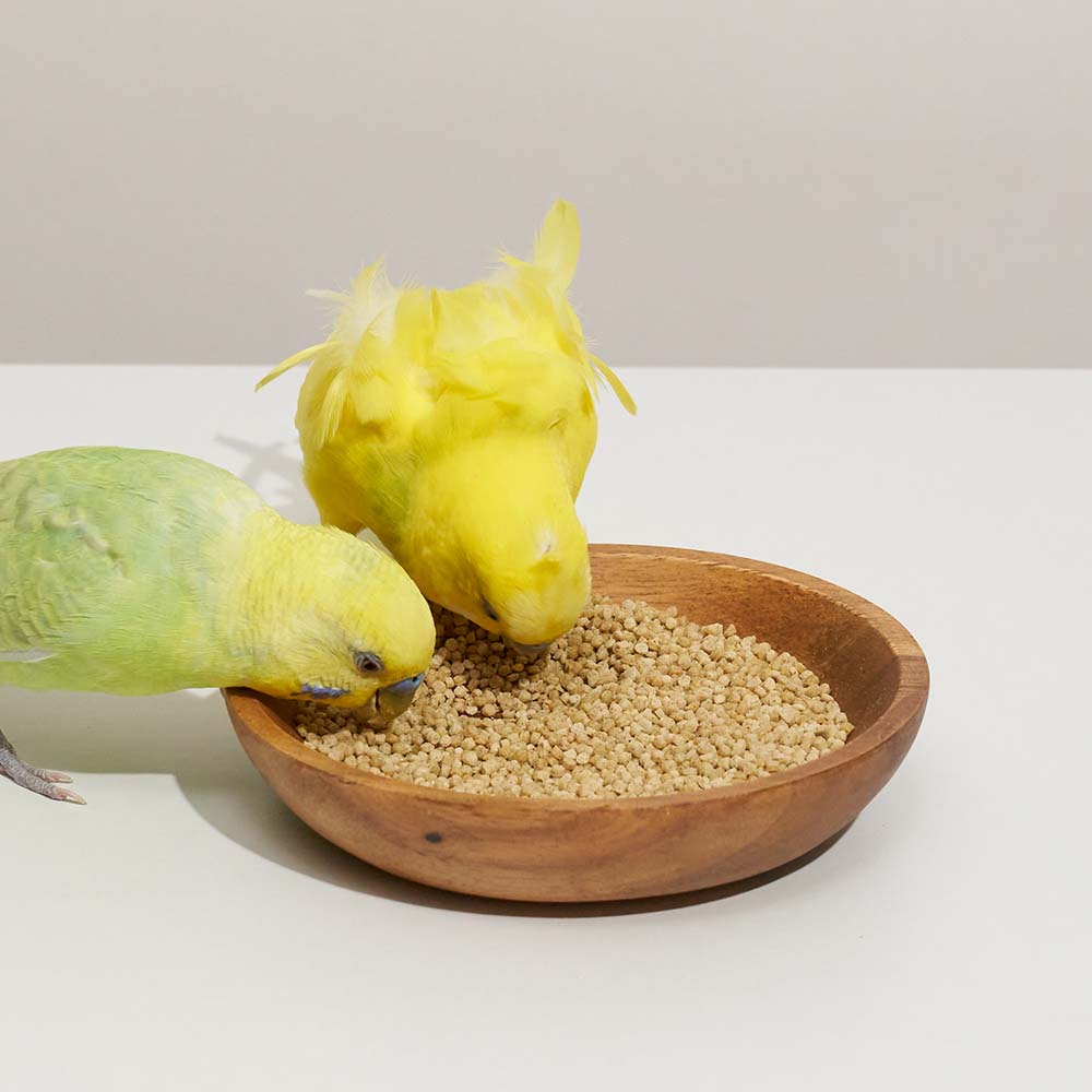 ハリソン アダルトライフタイム スーパーファイン 454g – テラスペット