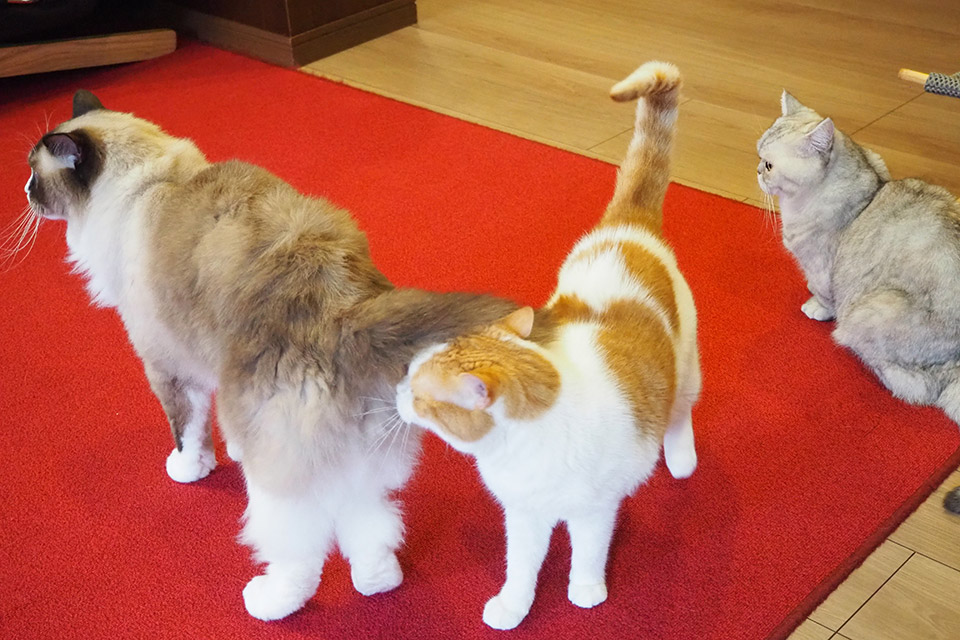 丁寧に手入れされた11匹の猫ちゃんがお出迎え。ねこカフェ「猫鳴館