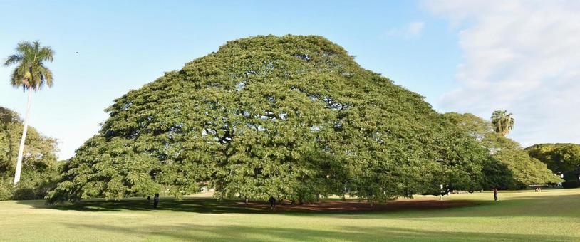 この木なんの木？の写真素材｜写真素材なら「写真AC」無料（フリー