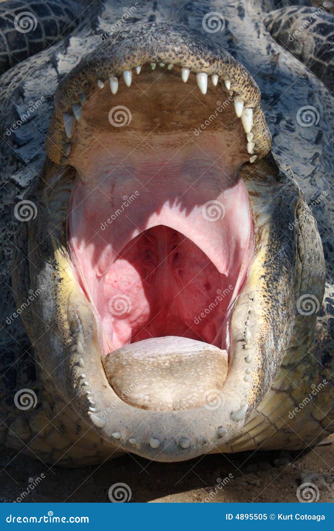 Yawning Crocodile stock image. Image of frontal, gullet - 4895505