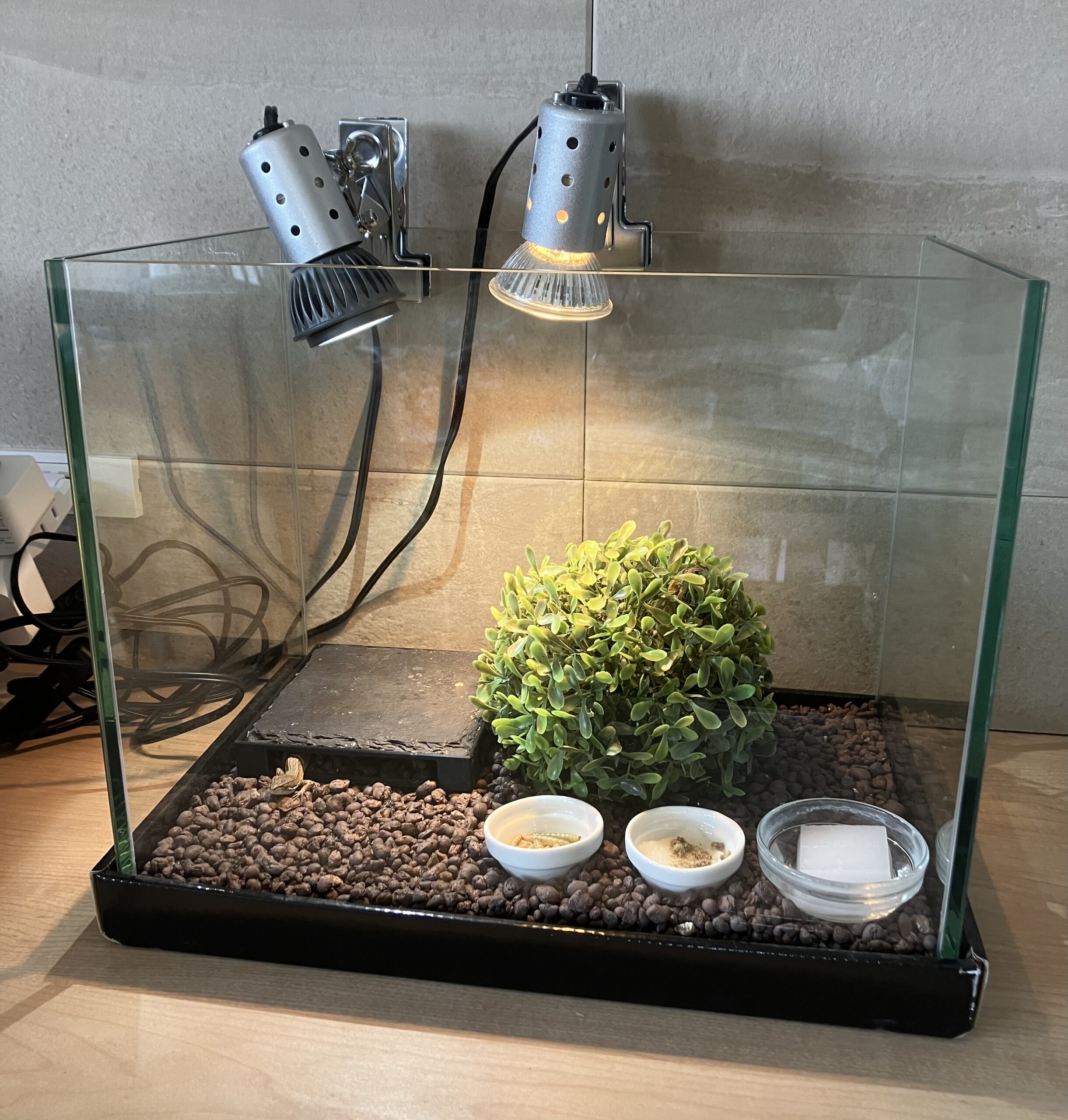 カナヘビのライトにタイマー機能をつけてみた ＃爬虫類 ＃飼育 #Tapo