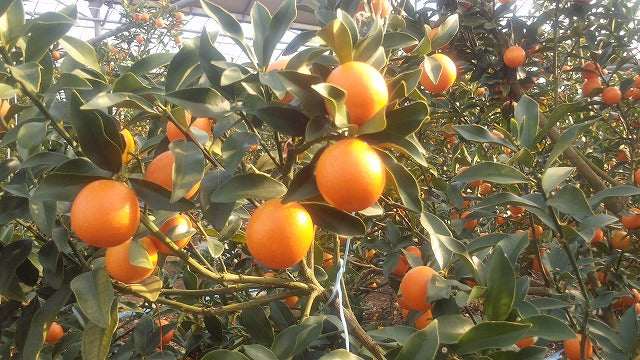 宮崎県産 最上級 A品 高級手詰め 完熟きんかん たまたまエクセレント