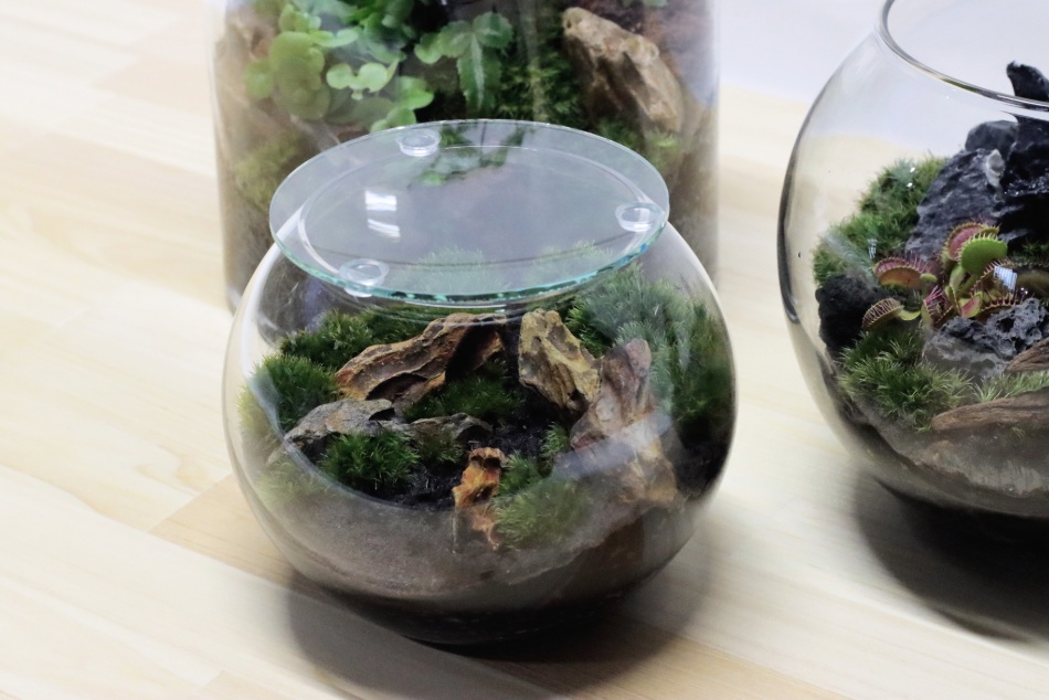 気孔石でつくる苔テラリウムキット | 杜若園芸WEBショップ｜水草の生産