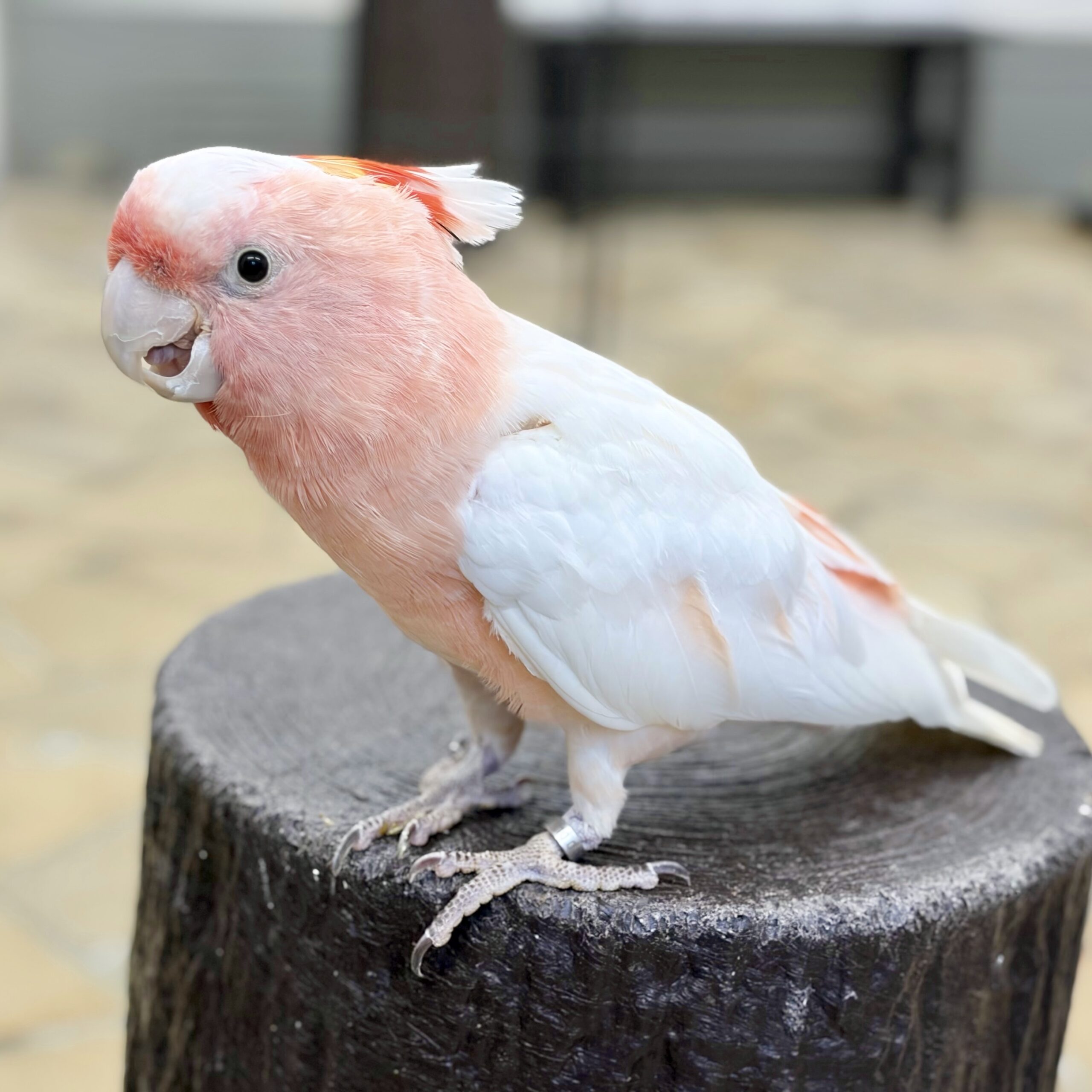 クルマサカオウム | 鳥のいるカフェ