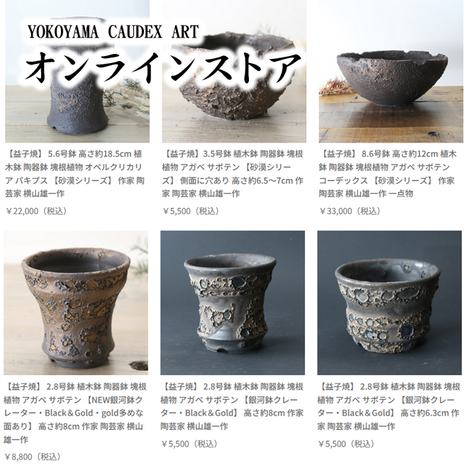 ヨコヤマ コーデックスアートギャラリー＜TOP＞ ～アガベ・塊根植物の