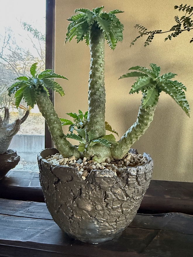 ギガス Dorstenia gigas | 益子焼窯元よこやま