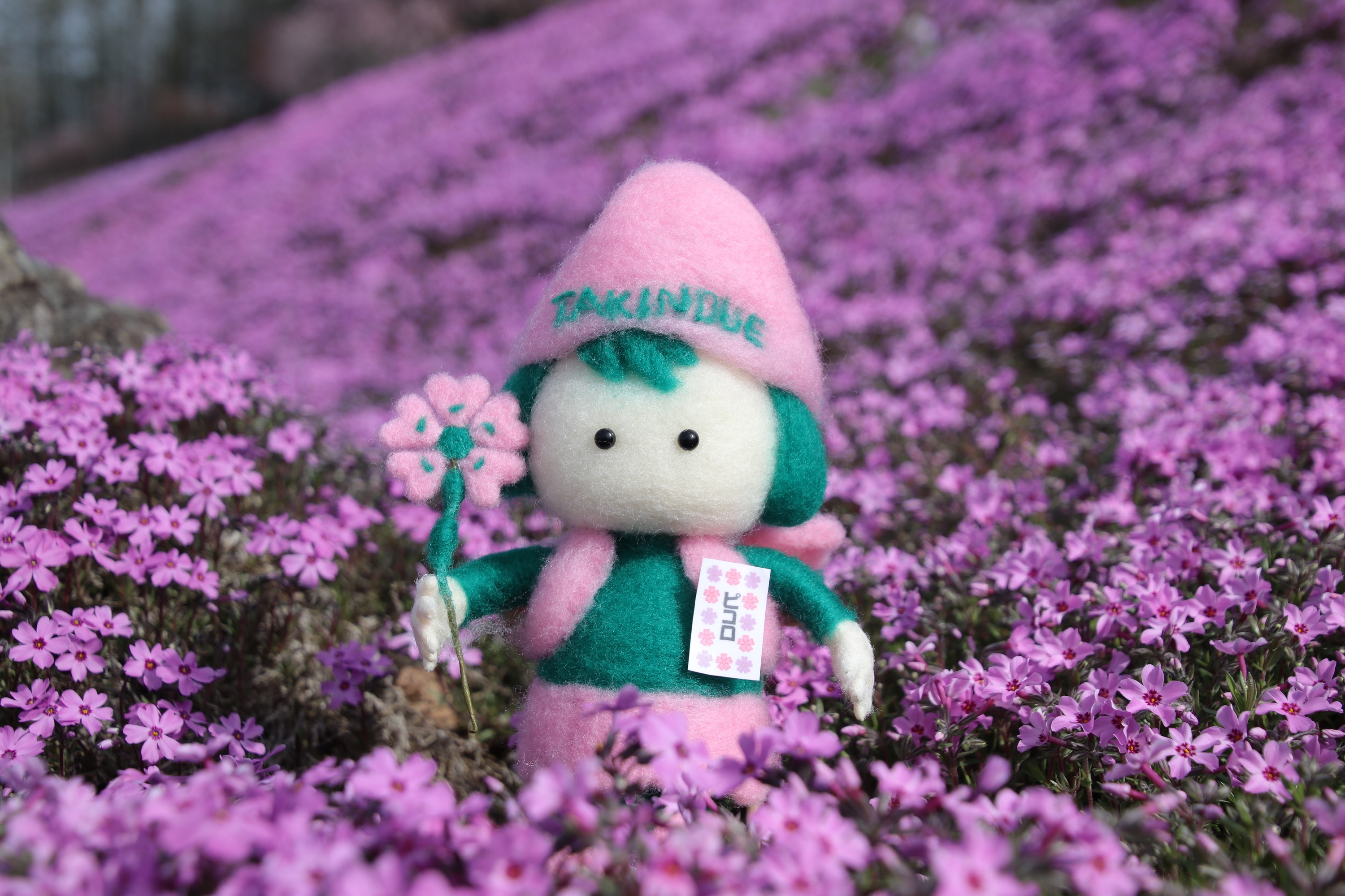 5月9日：山全体がピンク色になってきました｜北海道滝上町