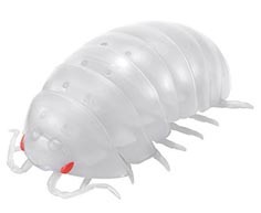 だんごむし03 フチゾリネッタイコシビロダンゴムシ編 【バンダイ】