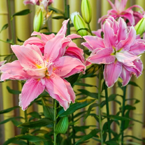 楽天市場】オリエンタルリリー ピンク系八重咲き 3品種（ウェーブ