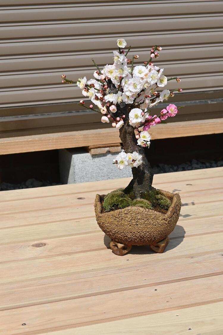 楽天市場】咲き分け梅梅盆栽2026年3月開花 咲き分け 思いのまま梅盆栽
