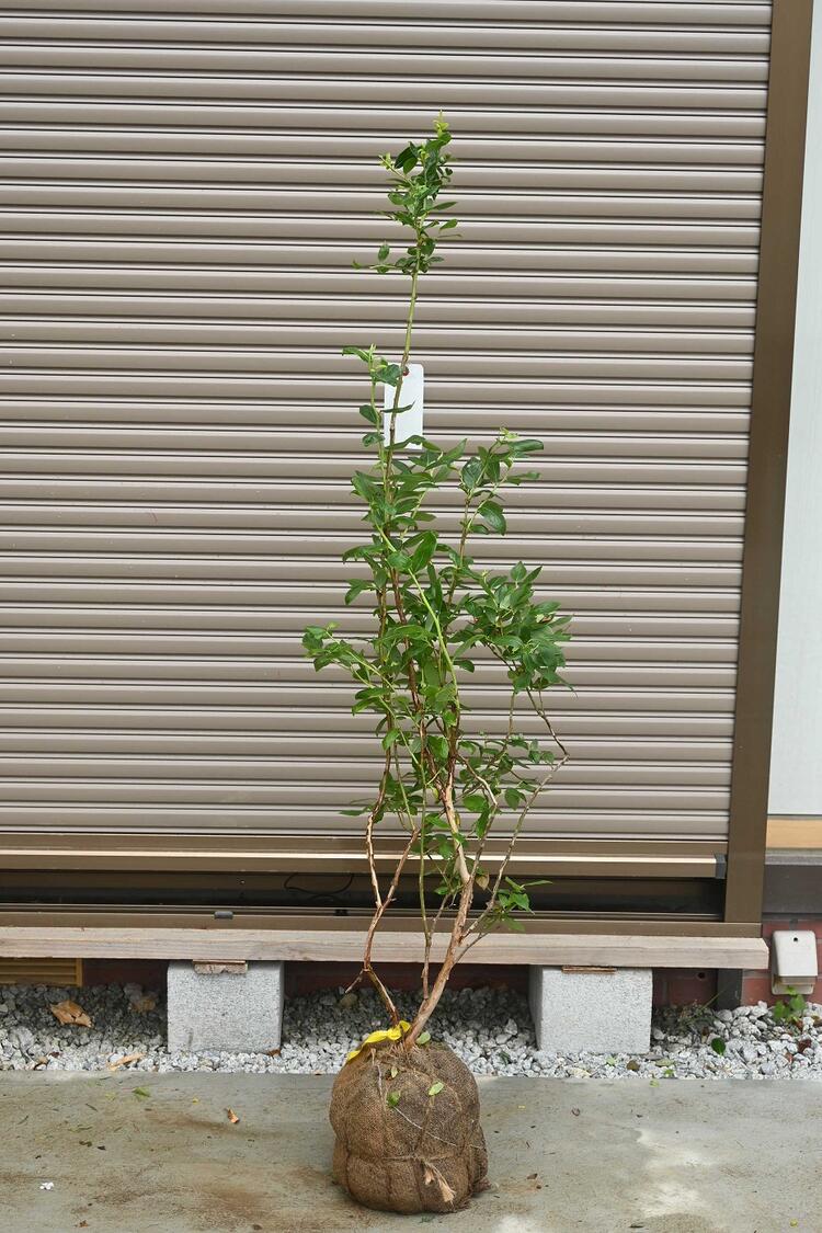 楽天市場】大苗ブルーベリー苗 大実ブルーベリーチャンドラー苗 高さ