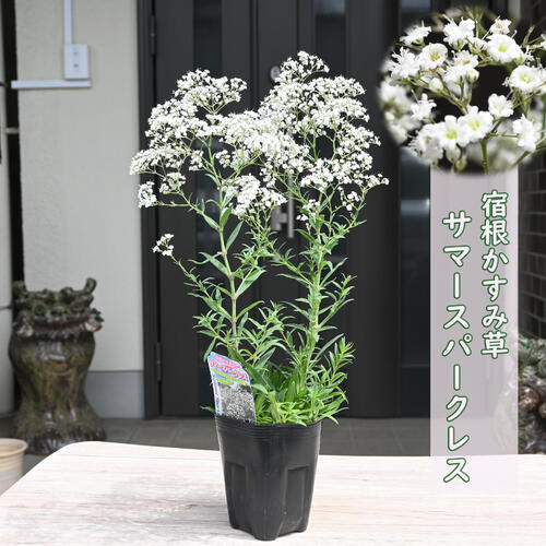 楽天市場】プレゼントに2025年6開花宿根かすみ草 ポット苗 サマー