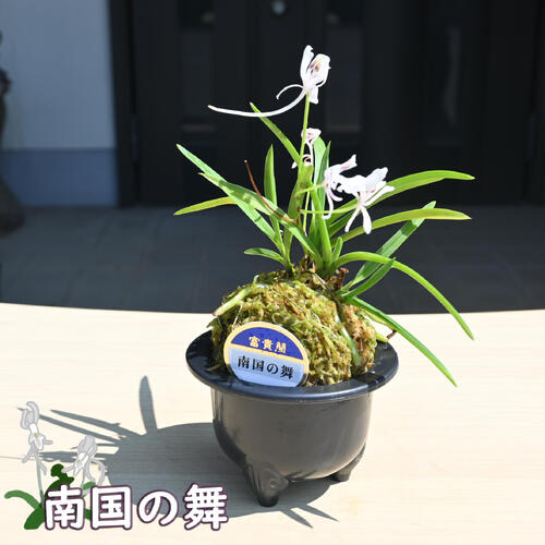 生花 風蘭」の人気商品一覧 | 安い商品を通販サイトから探す - 価格.com